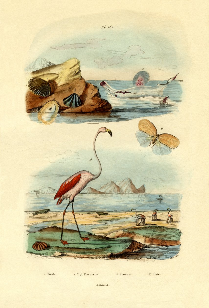 Kabuklar, 1833-39 by French School