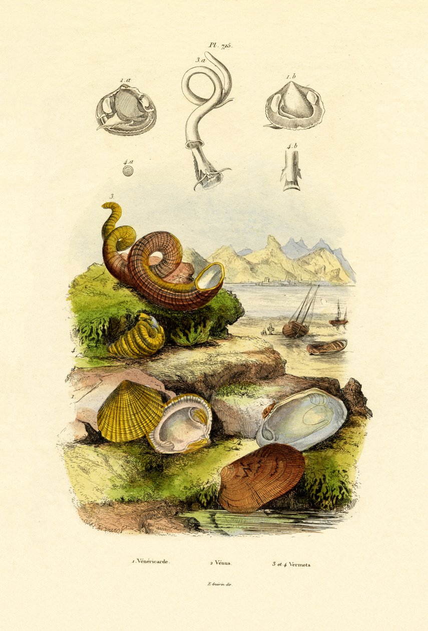 Kabuklar, 1833-39 by French School