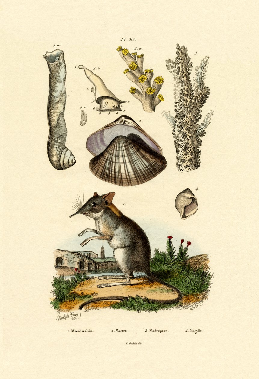 Kurnaz, 1833-39 by French School