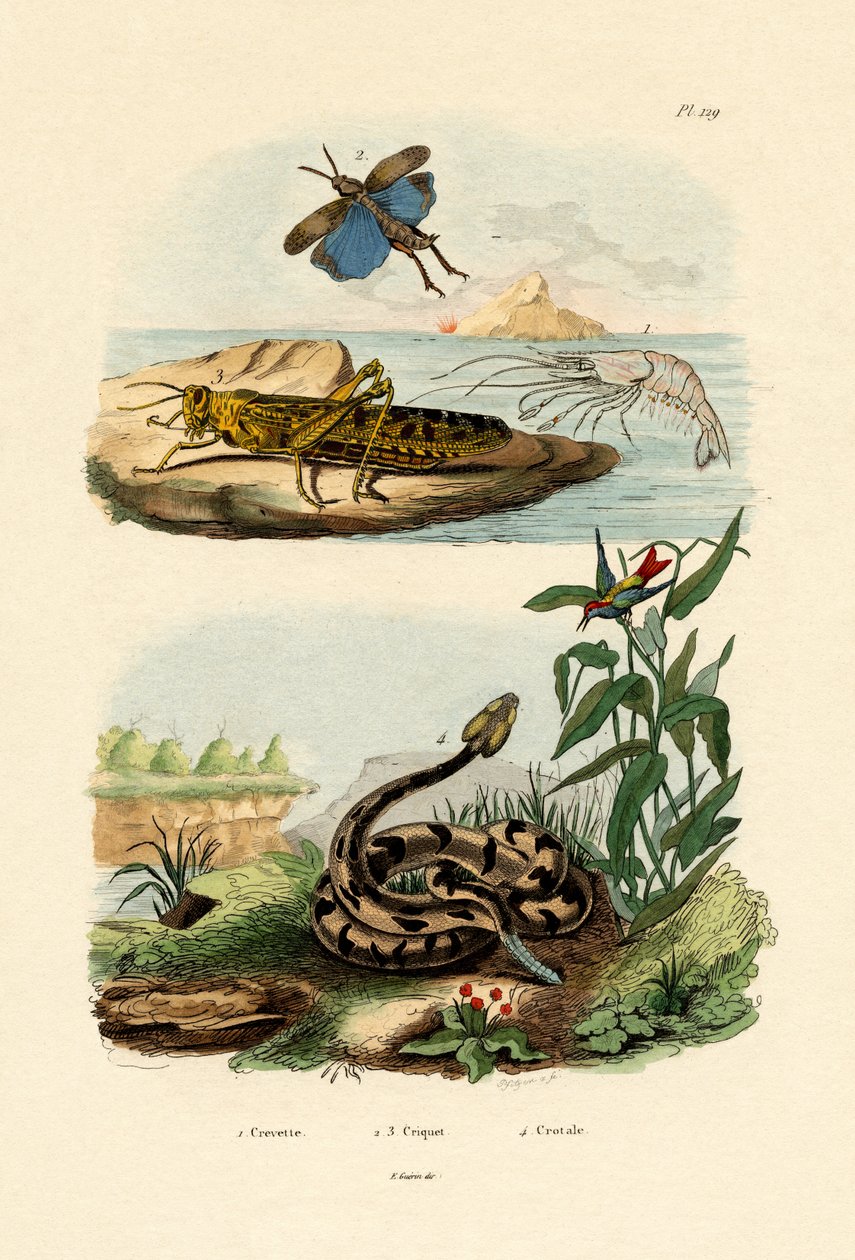 Karides, 1833-39 by French School