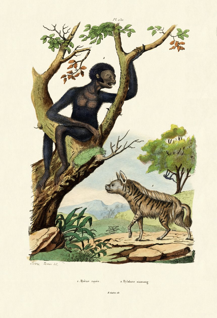 Siamang, 1833-39 by French School