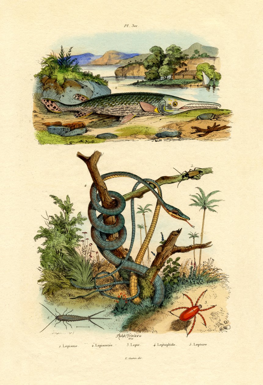 Gümüş Balığı, 1833-39 by French School