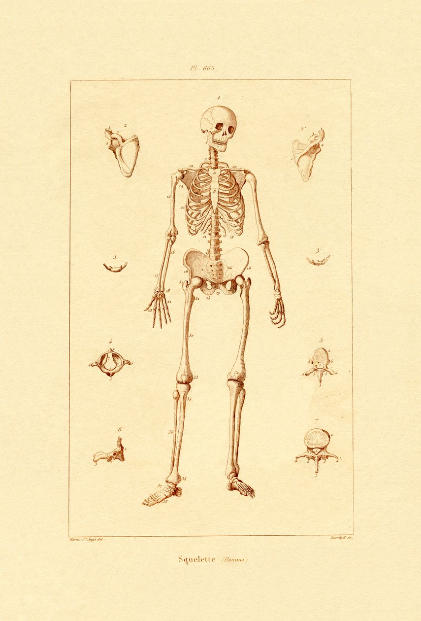 İskelet, 1833-39 by French School