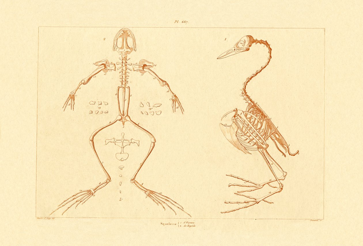 İskelet, 1833-39 by French School
