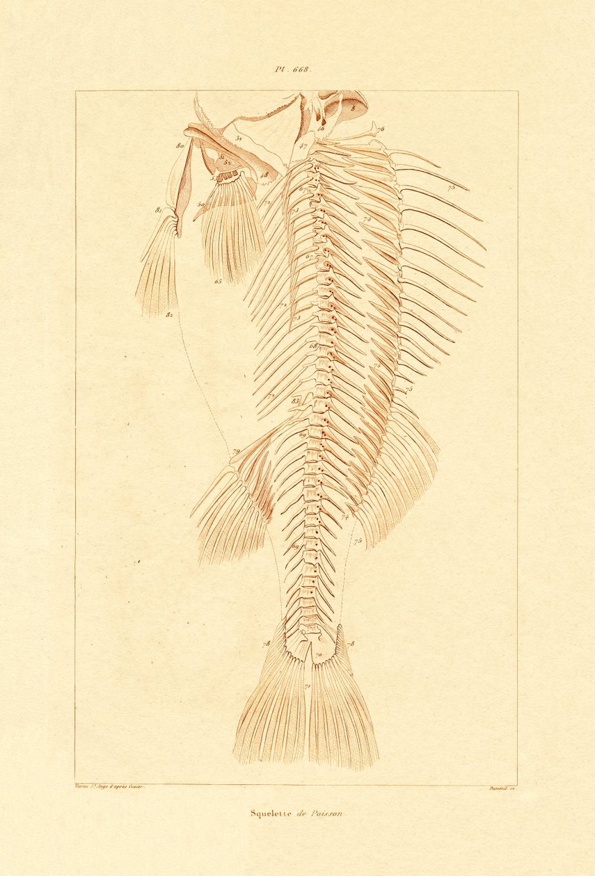 İskelet, 1833-39 by French School