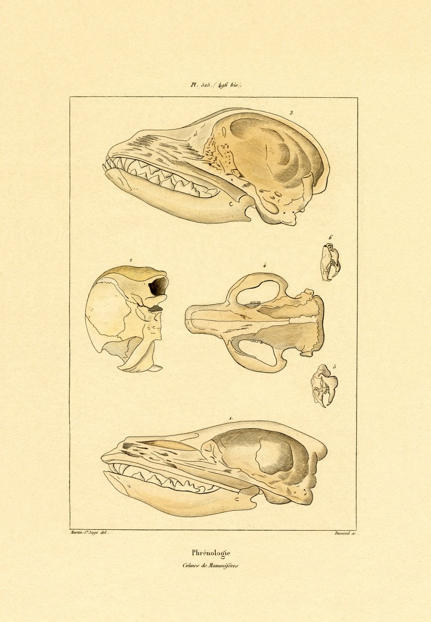 Kafatasları, 1833-39 by French School