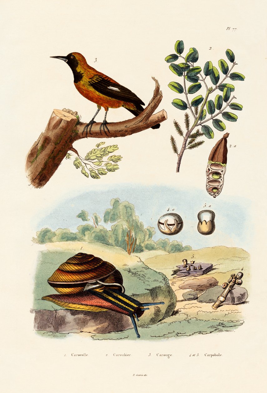 Salyangoz, 1833-39 by French School