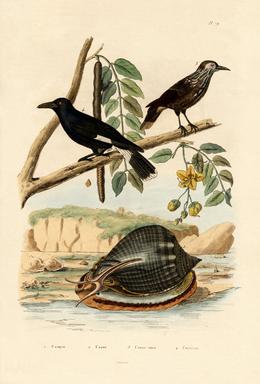 Salyangoz, 1833-39 by French School