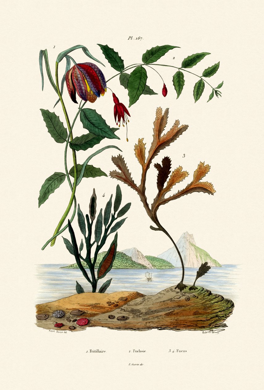 Yılan Kafası Fritillary, 1833-39 by French School