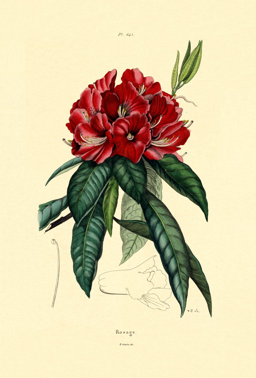 Kar Gülü, 1833-39 by French School