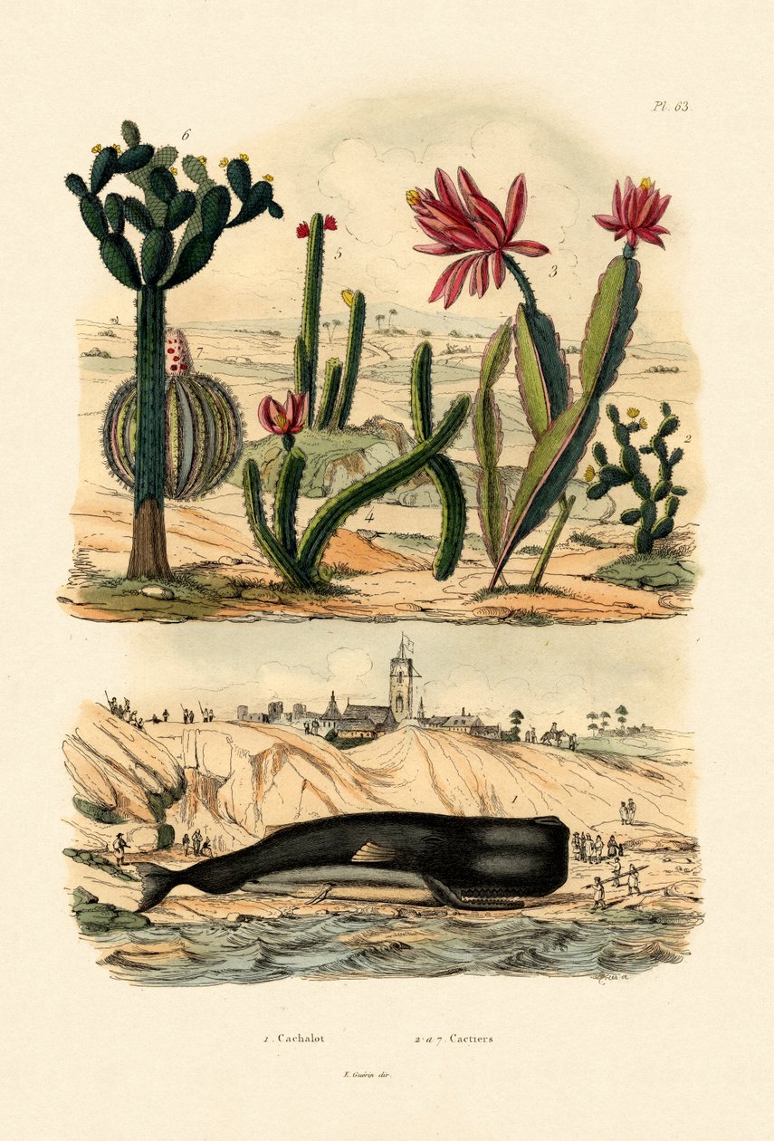 Sperm Balinası, 1833-39 by French School