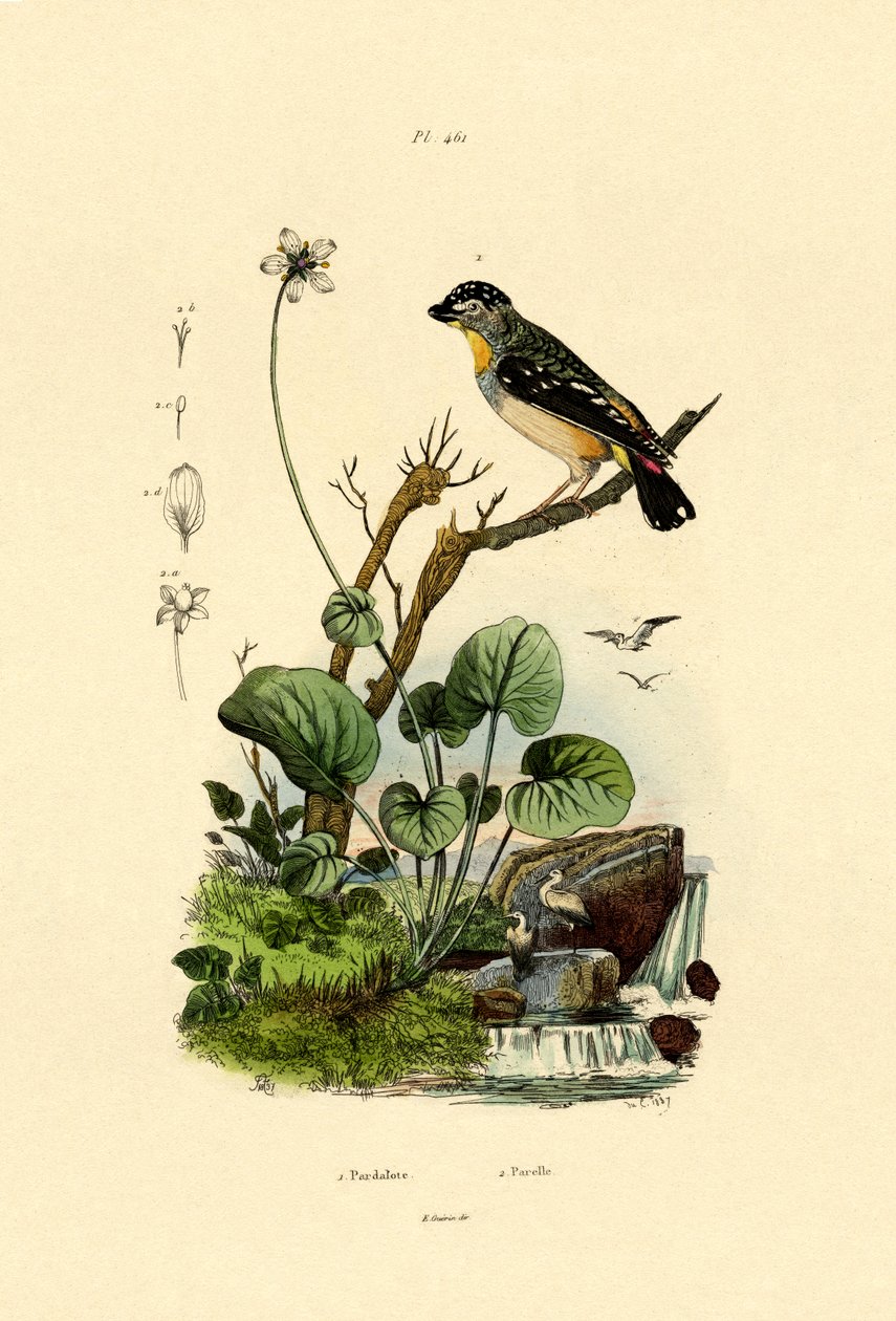 Benekli Pardalot, 1833-39 by French School