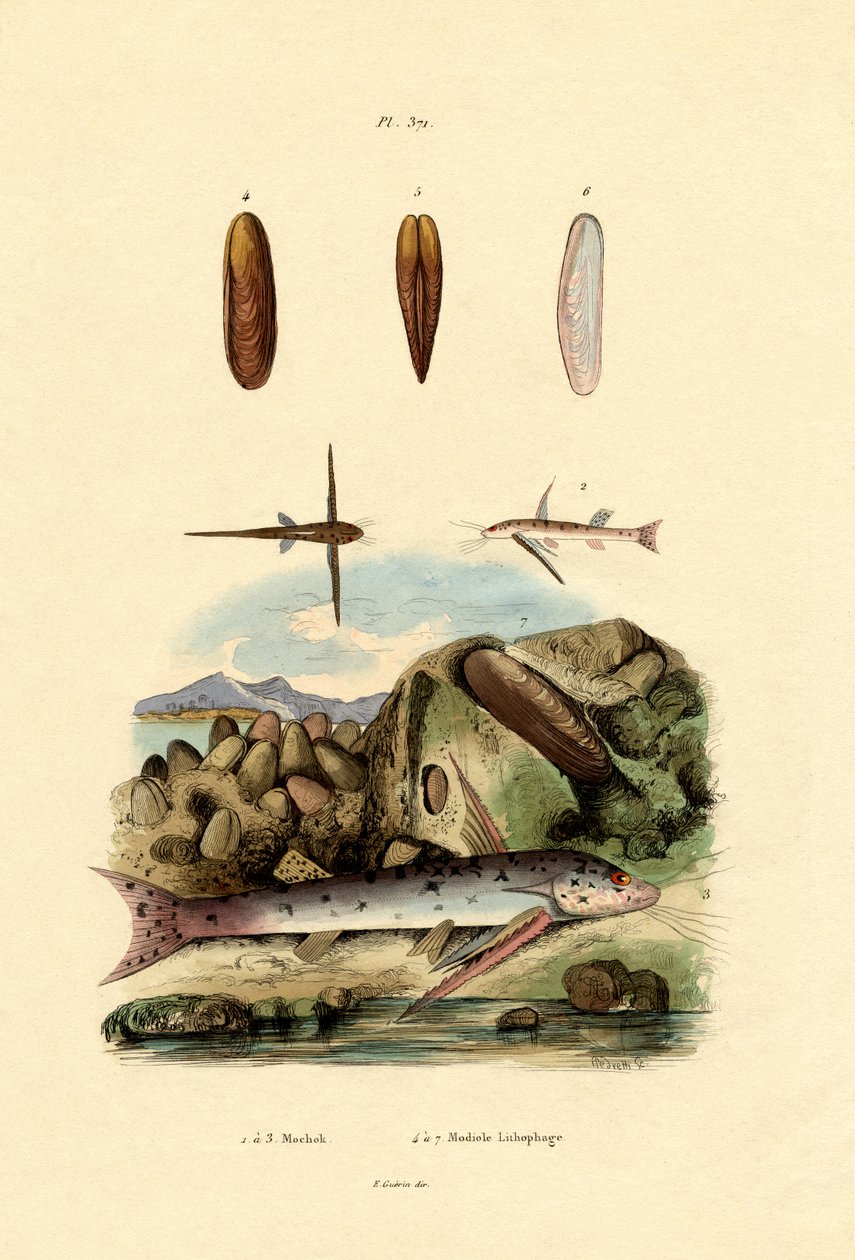 Squeaker, 1833-39 by French School
