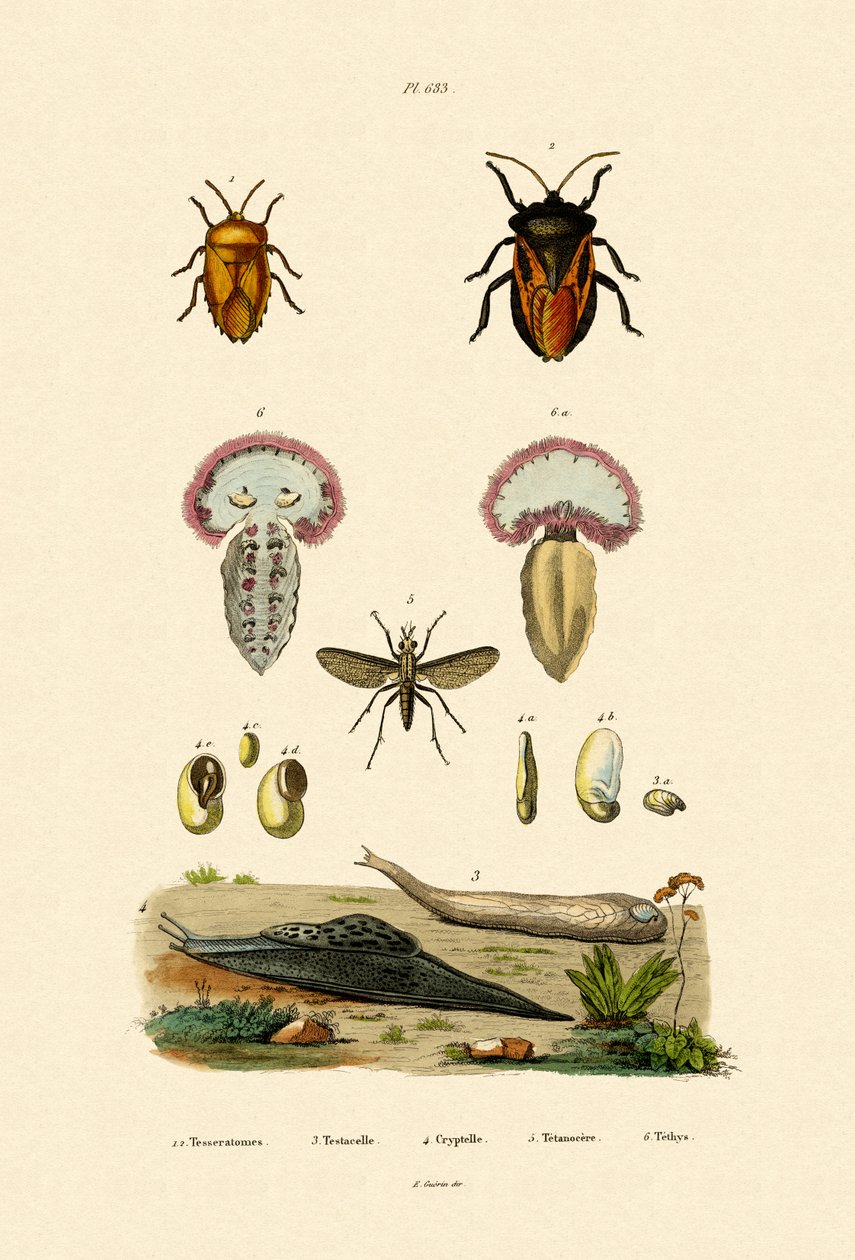Koku Böcekleri, 1833-39 by French School
