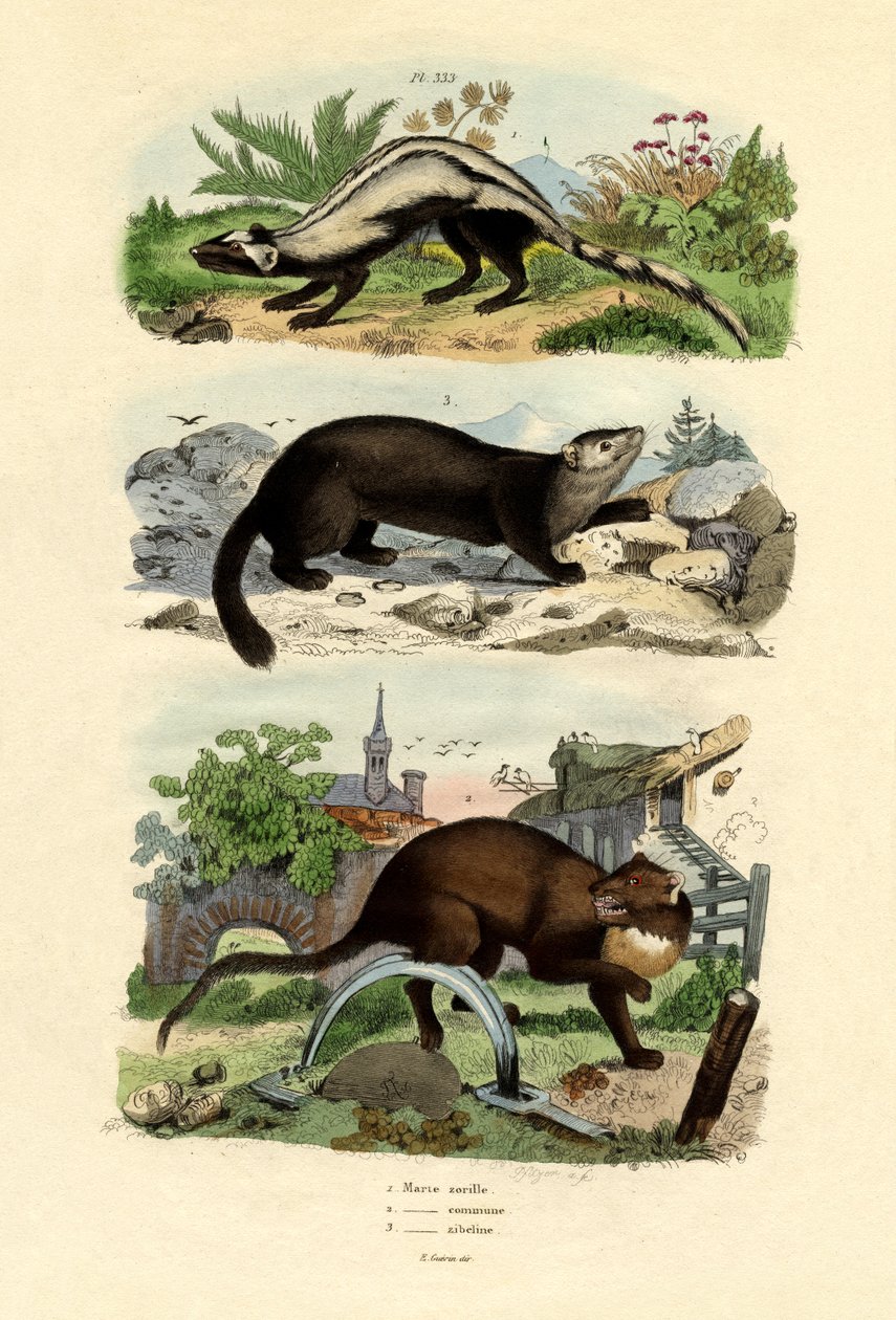 Çizgili Polecat, 1833-39 by French School