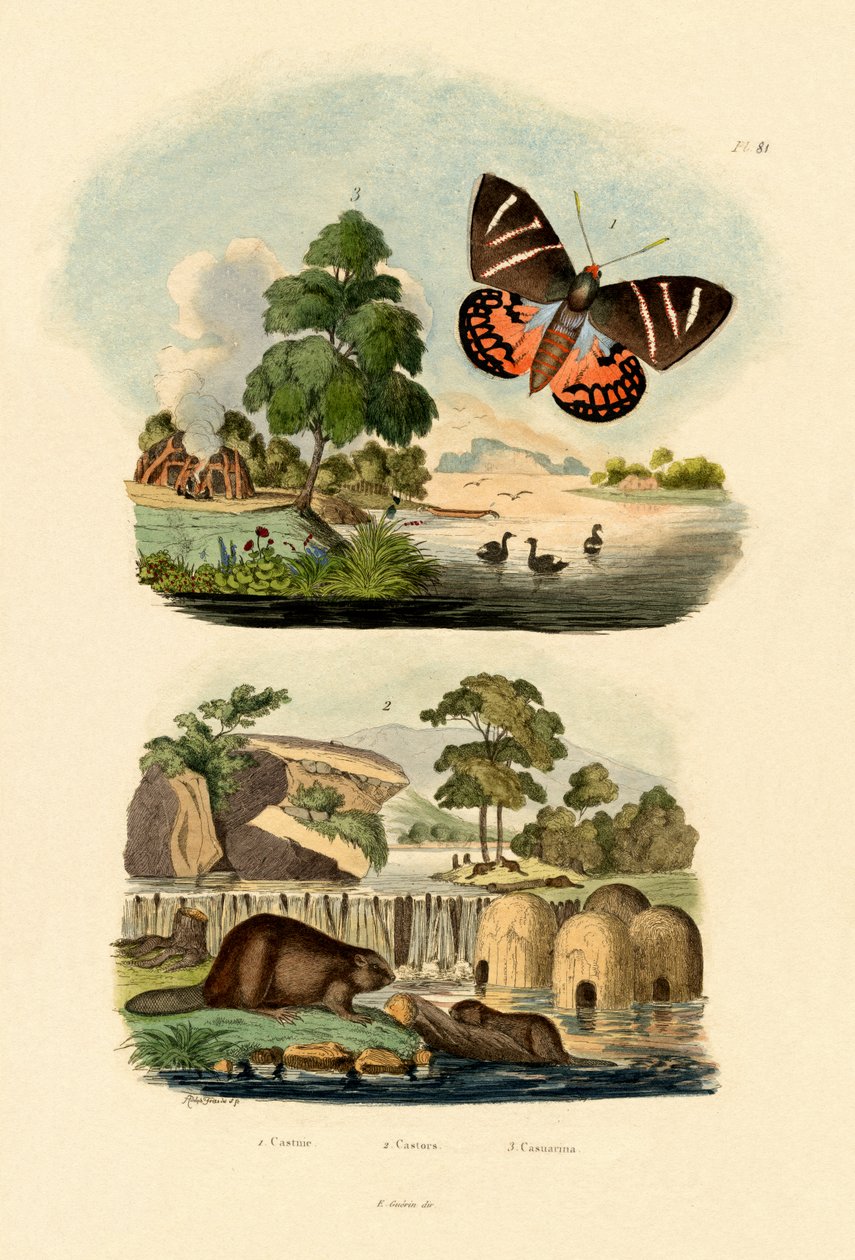 Güneş Güvesi, 1833-39 by French School