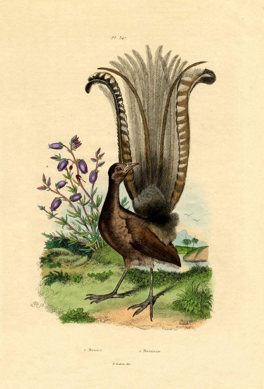 Süper Lyrebird, 1833-39 by French School