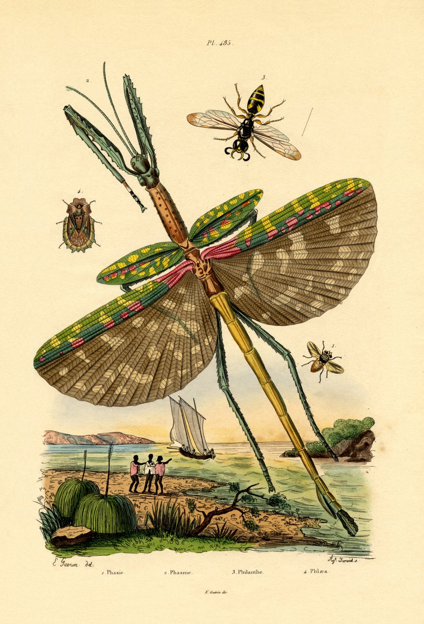 Tachinid Sinek, 1833-39 by French School