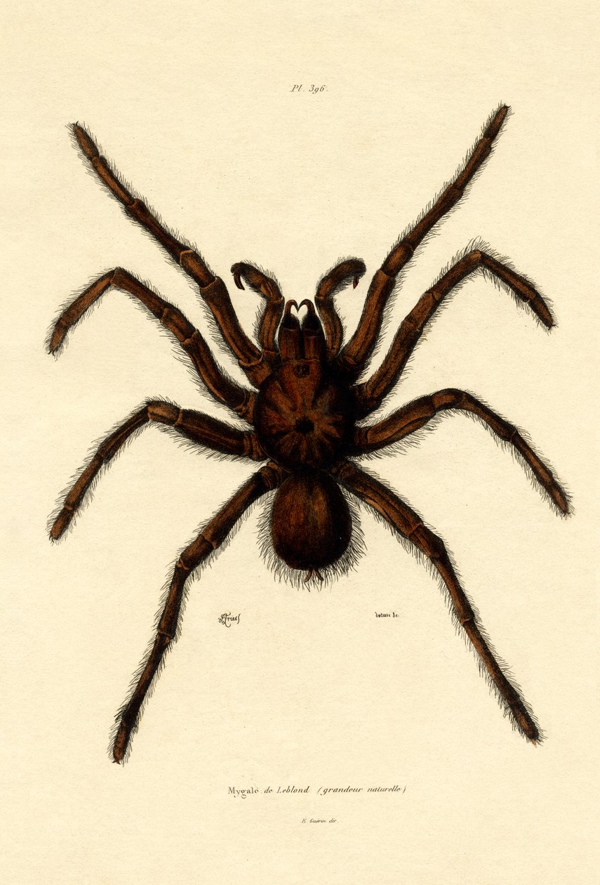 Tarantula, 1833-39 by French School
