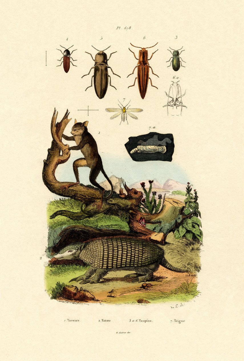 Tarsier, 1833-39 by French School