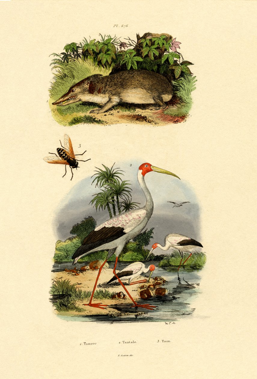 Tenrec, 1833-39 by French School