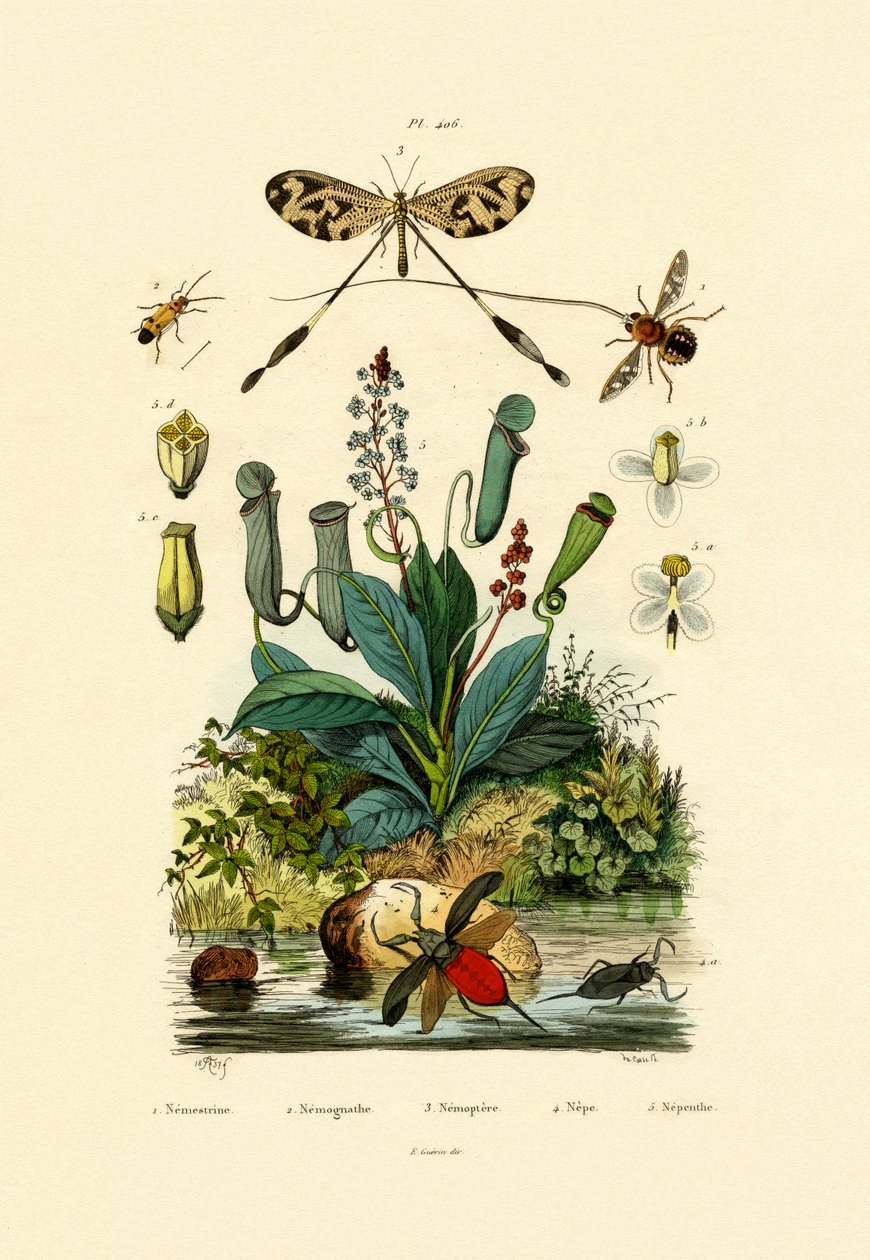 İplik Kanatlı Antlion, 1833-39 by French School