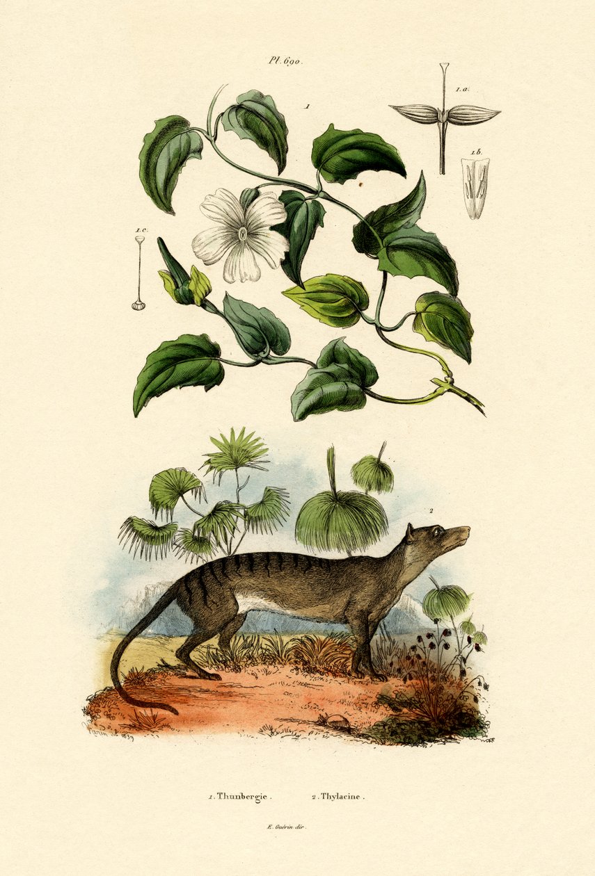 Thunbergia, 1833-39 by French School
