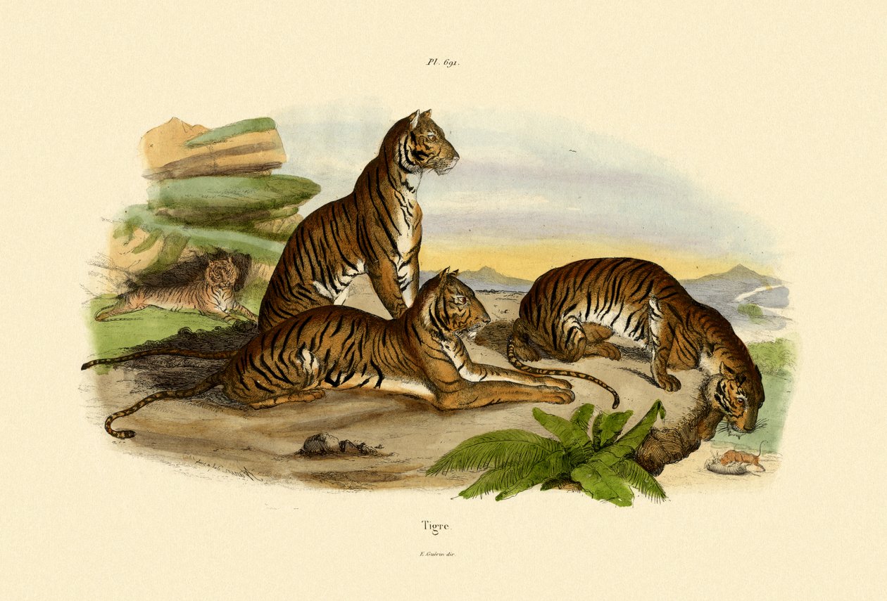 Kaplanlar, 1833-39 by French School