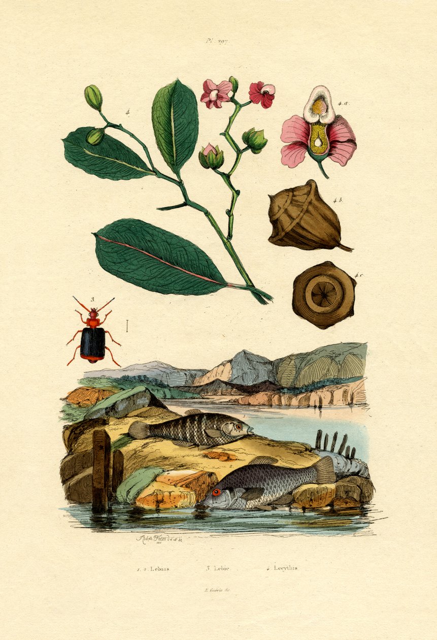 Diş sazan, 1833-39 by French School