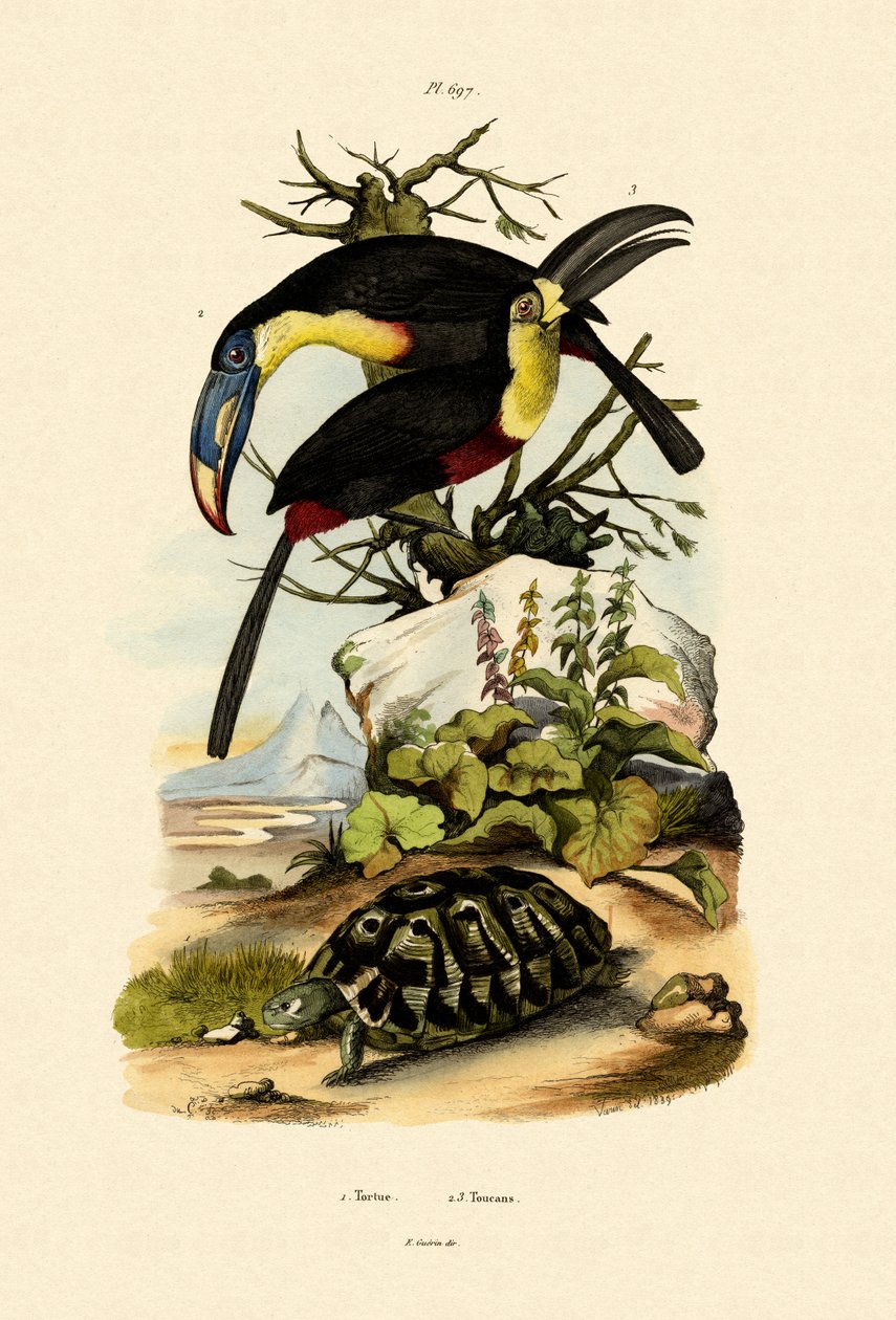 Tukanlar, 1833-39 by French School