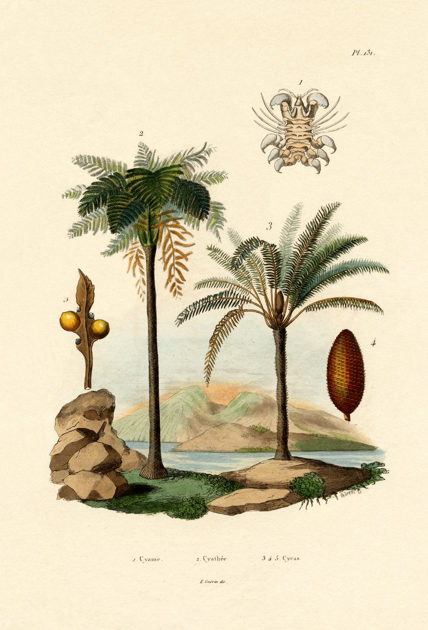 Ağaç Eğreltiotu, 1833-39 by French School