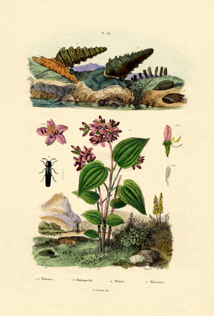 Trompet Salyangozu, 1833-39 by French School