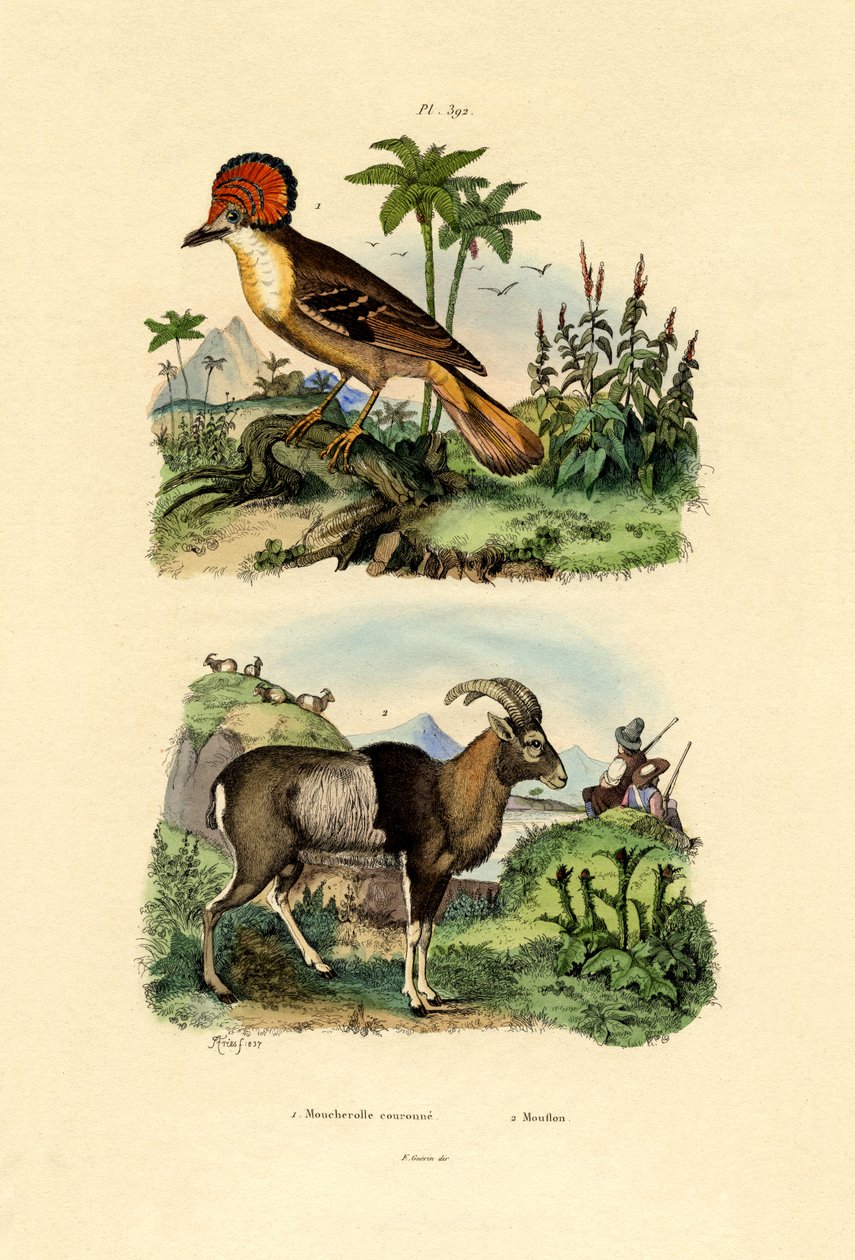 Tiran, 1833-39 by French School
