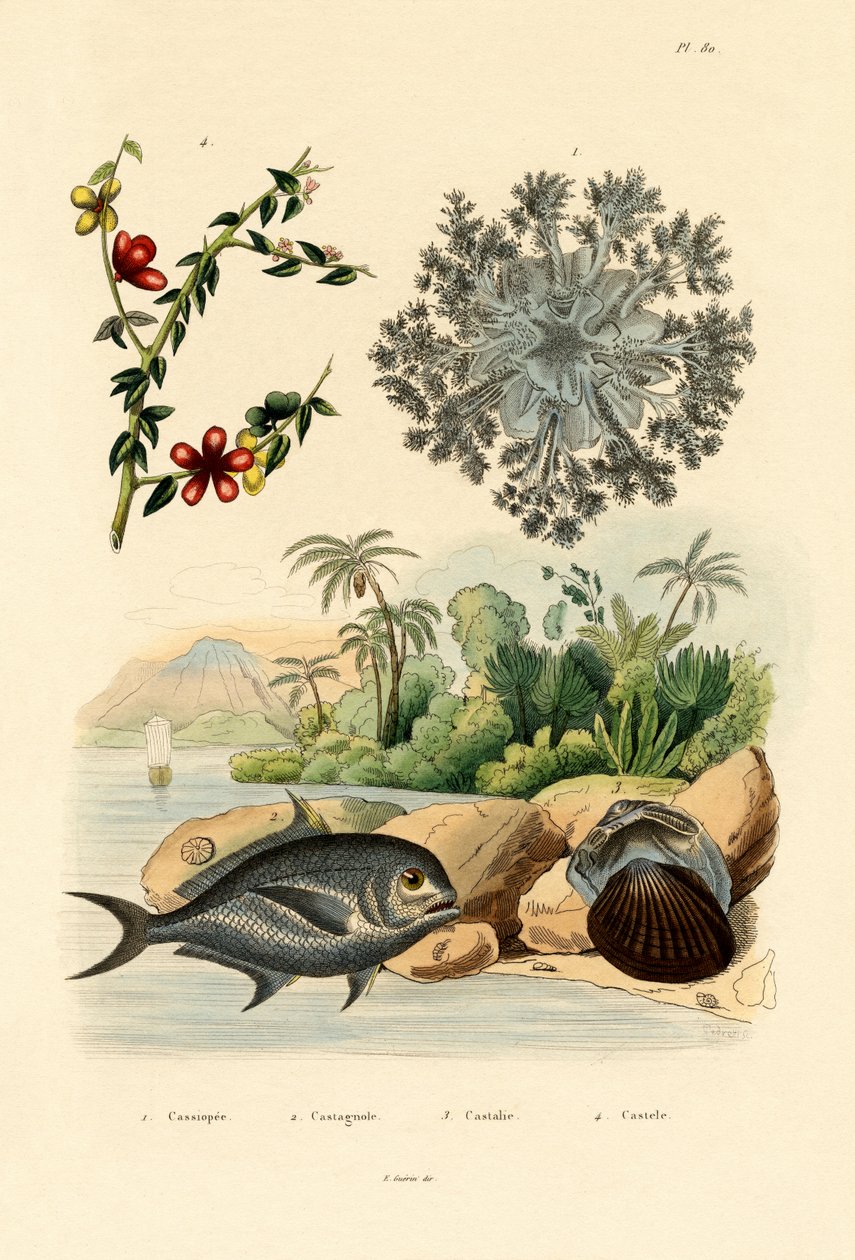 Ters Denizanası, 1833-39 by French School