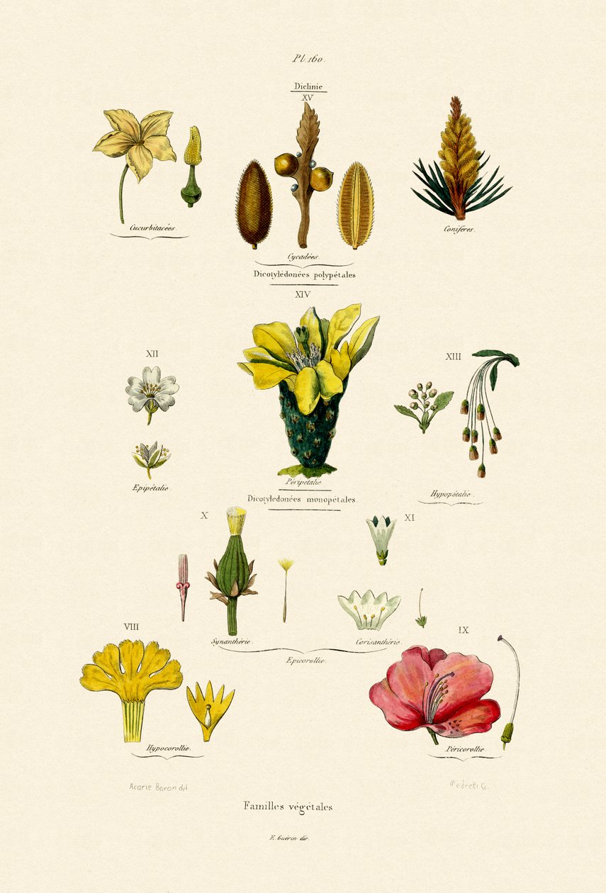 Bitkisel Aileler, 1833-39 by French School