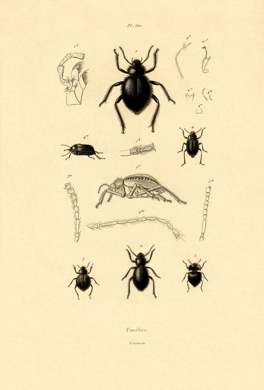 Kadife Kabuk Böcekleri, 1833-39 by French School