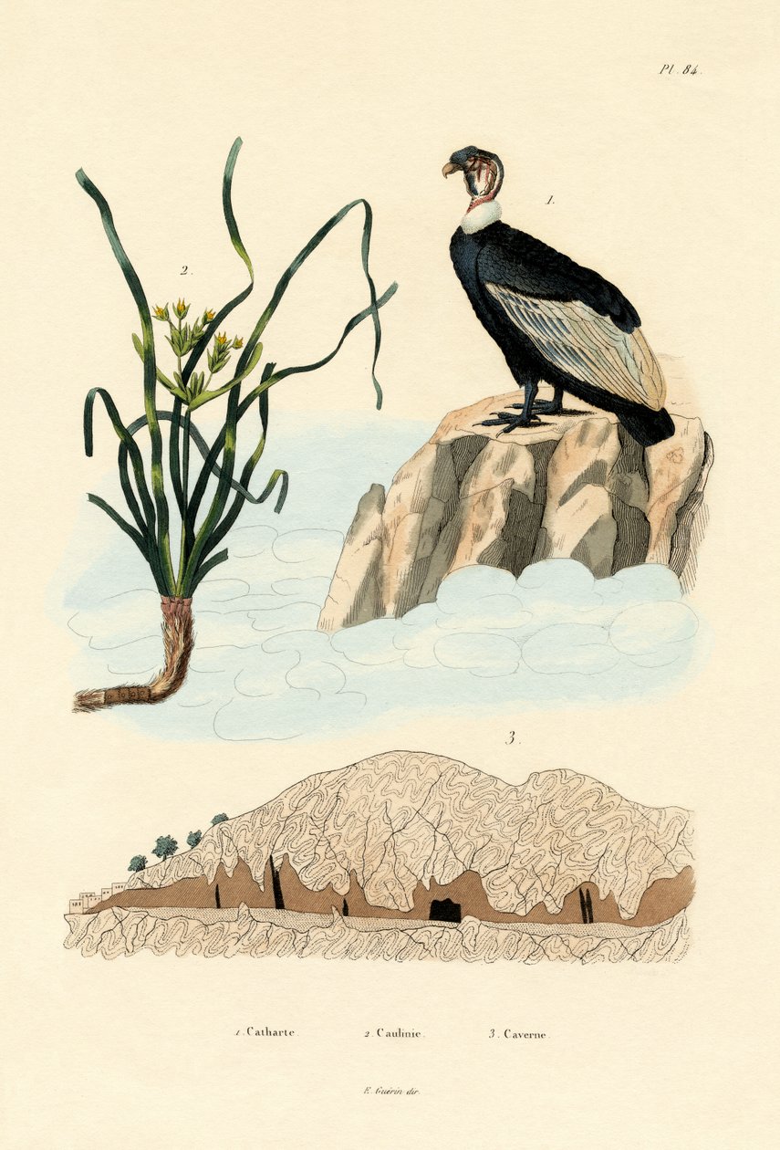 Akbaba, 1833-39 by French School