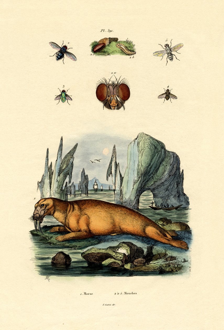 Mors, 1833-39 by French School