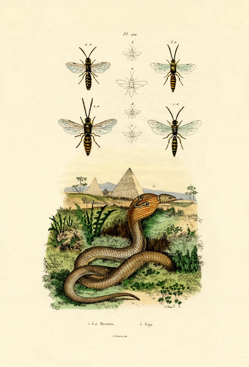 Yaban arıları, 1833-39 by French School