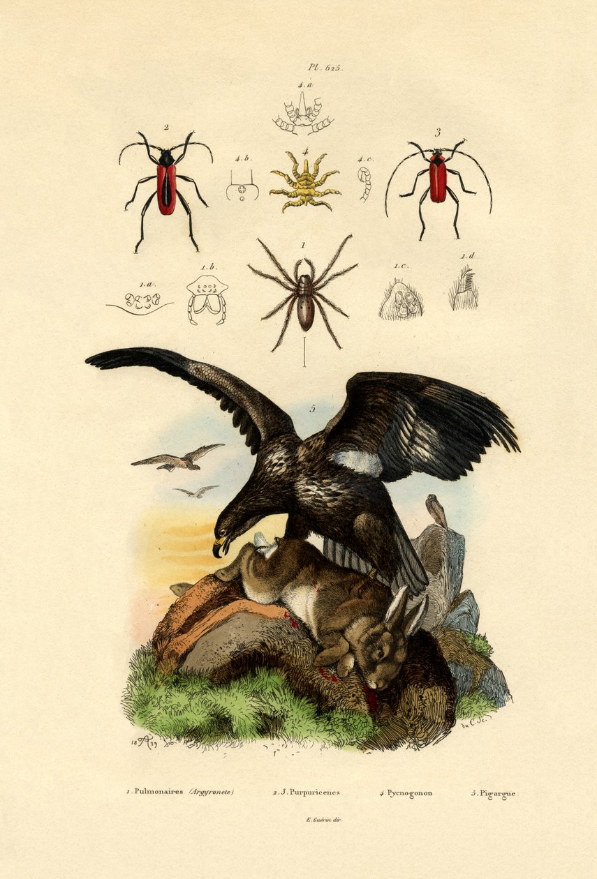 Su Örümceği, 1833-39 by French School