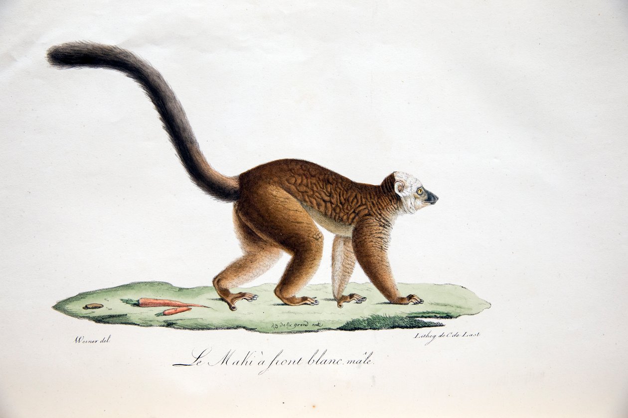 Beyaz başlı lemur, Histoire Naturelle des Mammifères