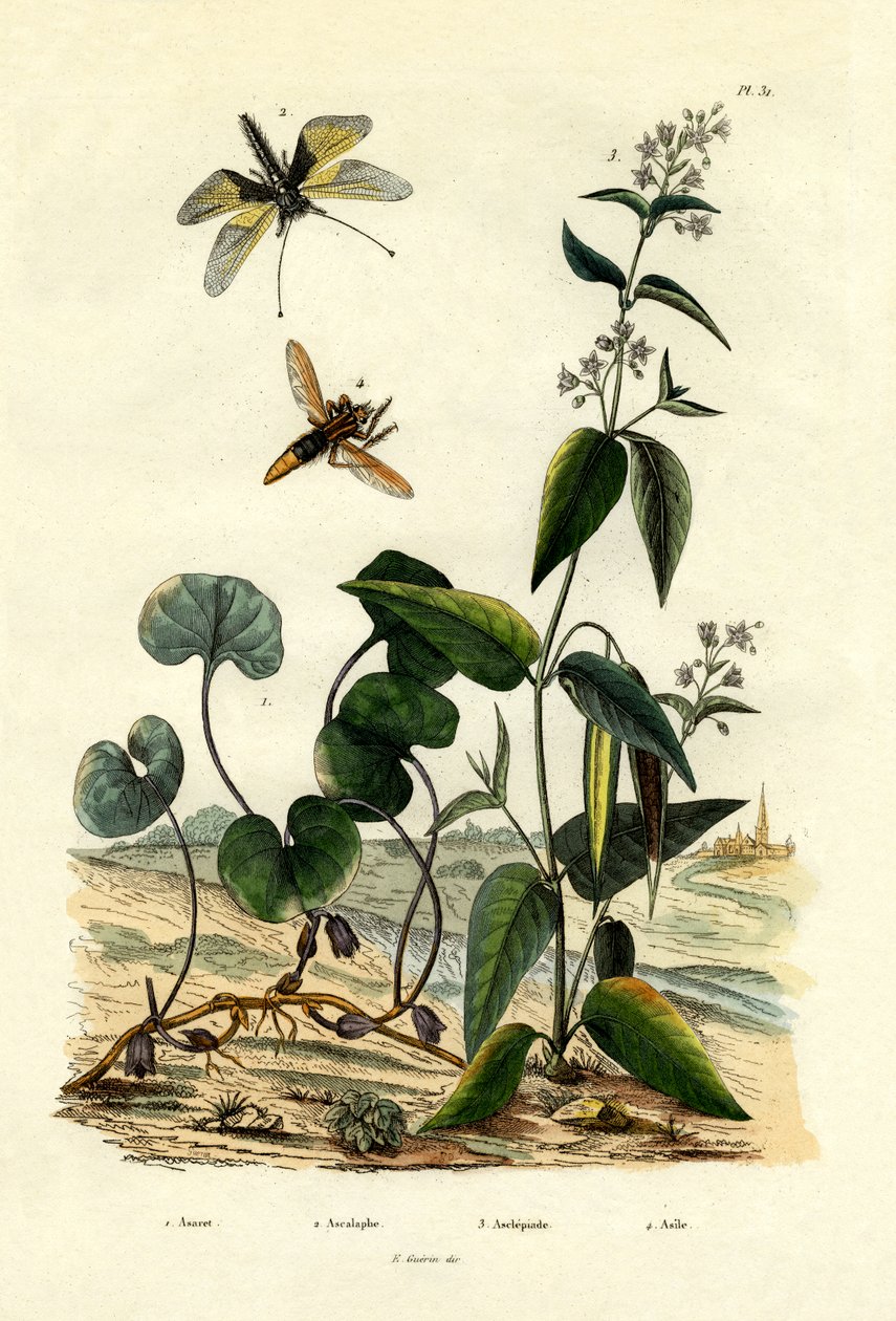 Yabani Zencefil, 1833-39 by French School