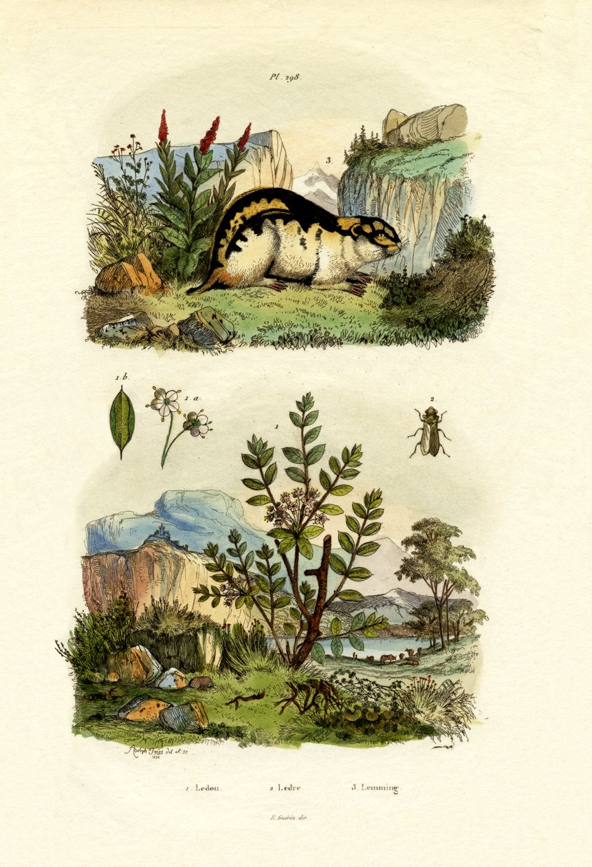 Yabani Biberiye, 1833-39 by French School