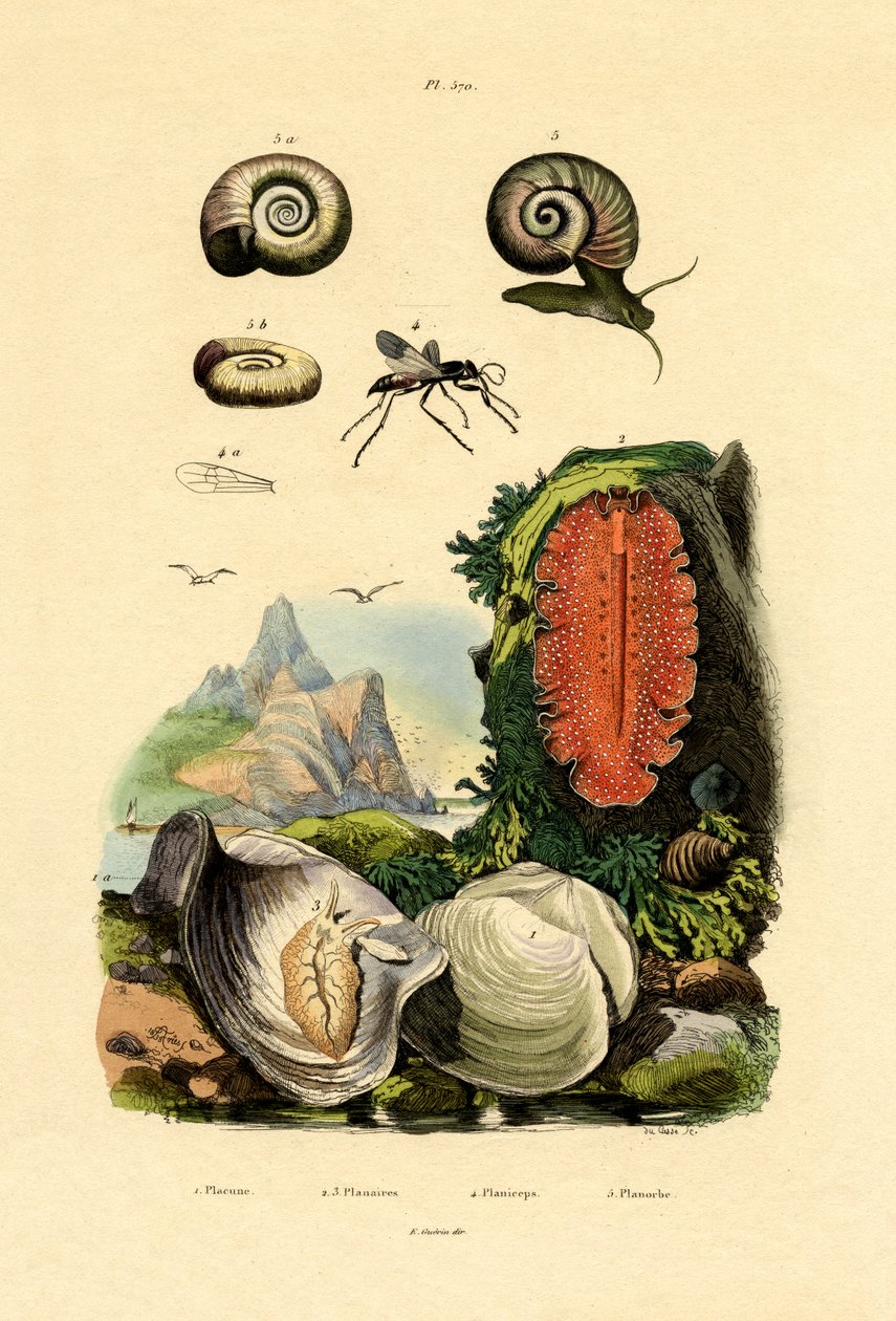 Pencere Bölmesi Kabuğu, 1833-39 by French School