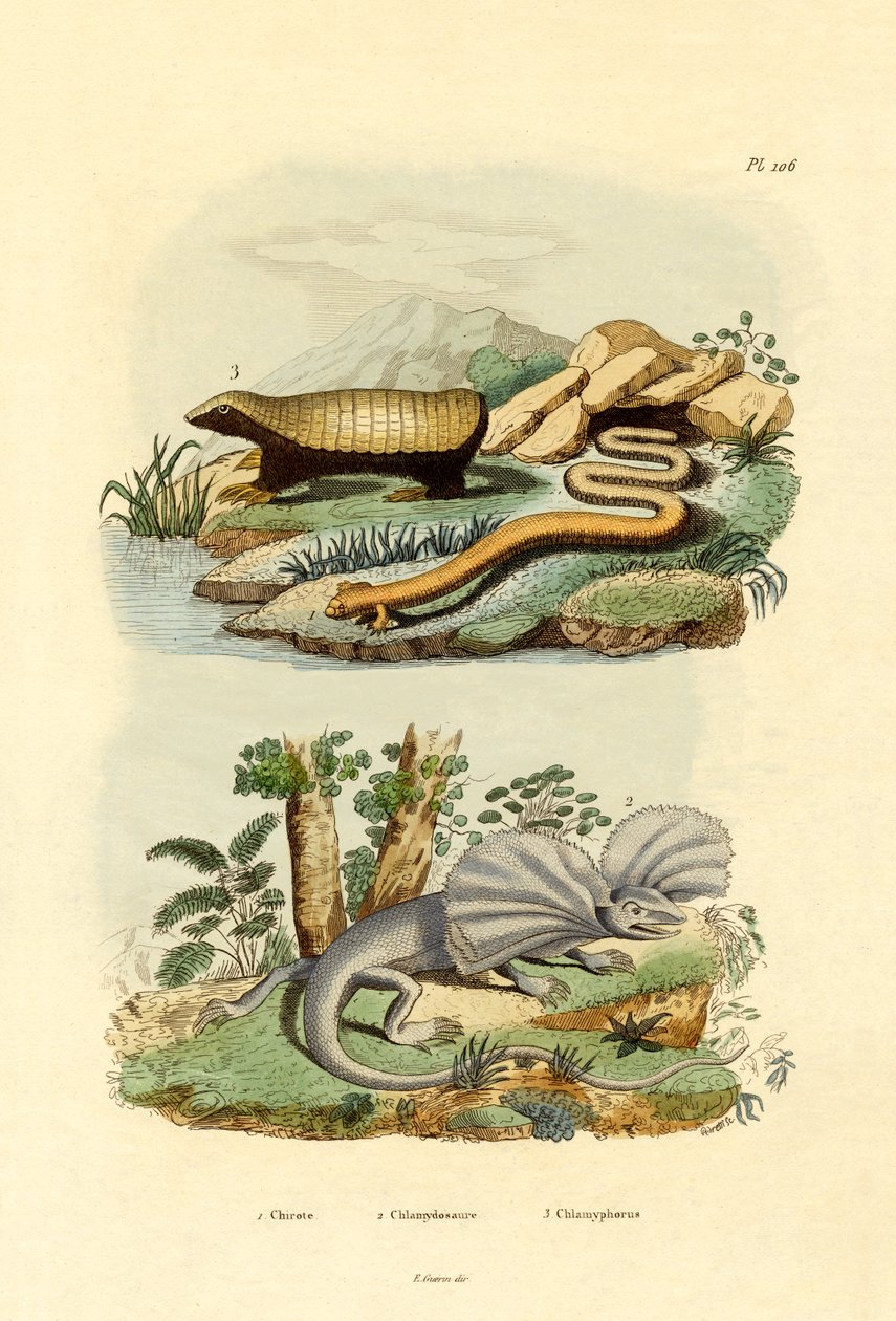 Solucan Kertenkele, 1833-39 by French School
