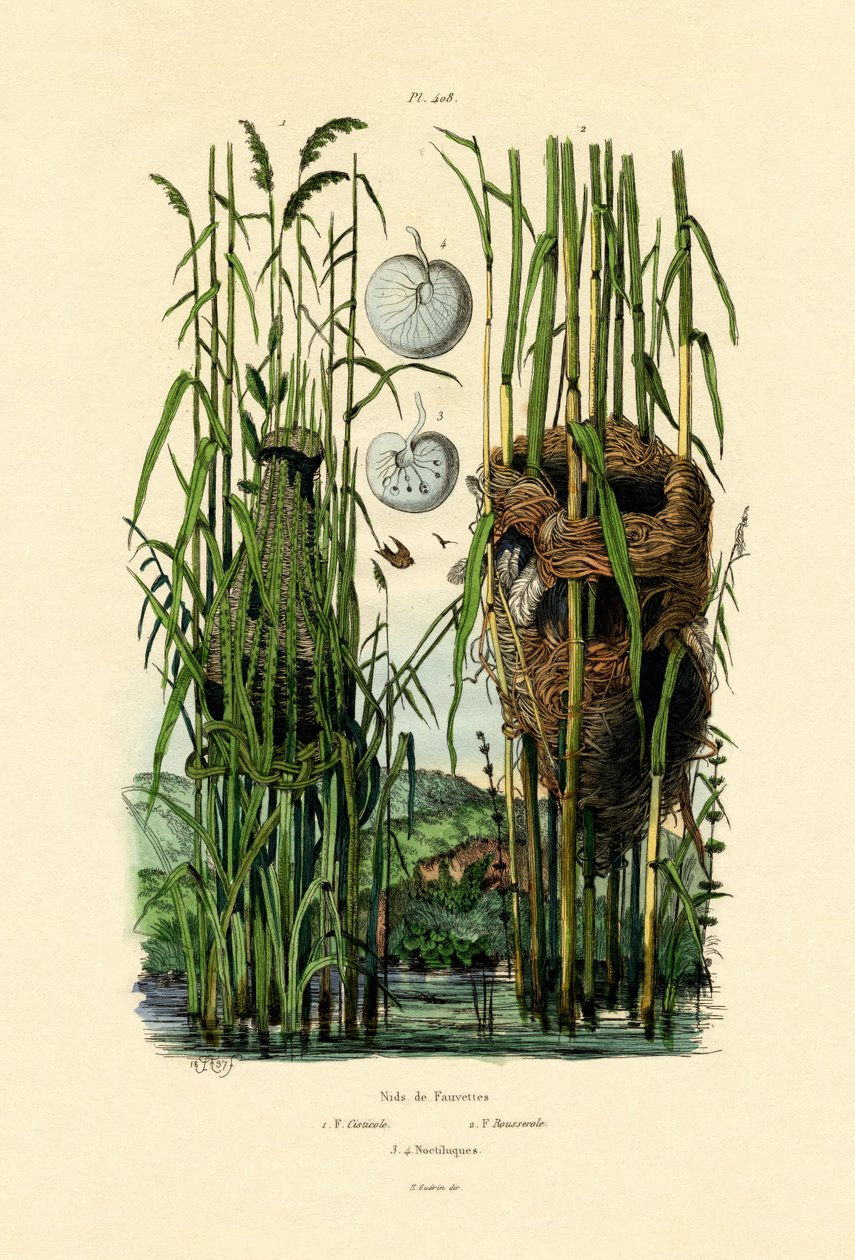 Koltuk Cisticola, 1833-39 by French School