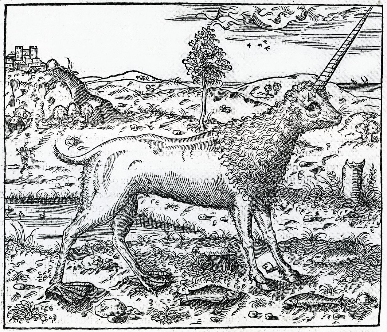 Campchurch Unicorn, Andre Thevet tarafından 