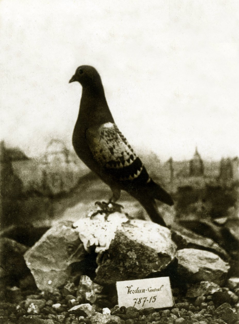 1914-1918 Birinci Dünya Savaşı sırasında hayvanlar: Ünlü Vaillant Vaillant güvercini by French Photographer