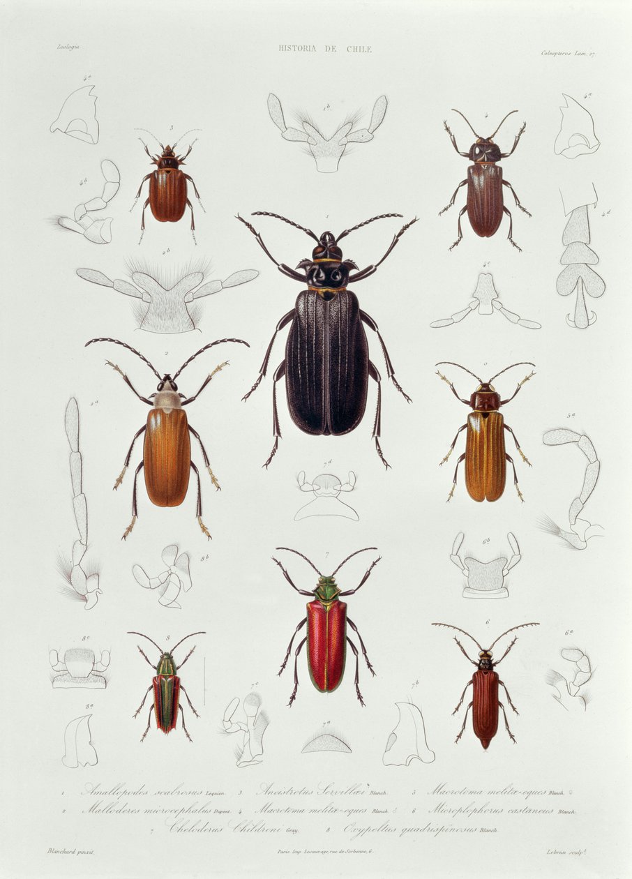 A Collection of Coleoptera found in Chile, illustration from 