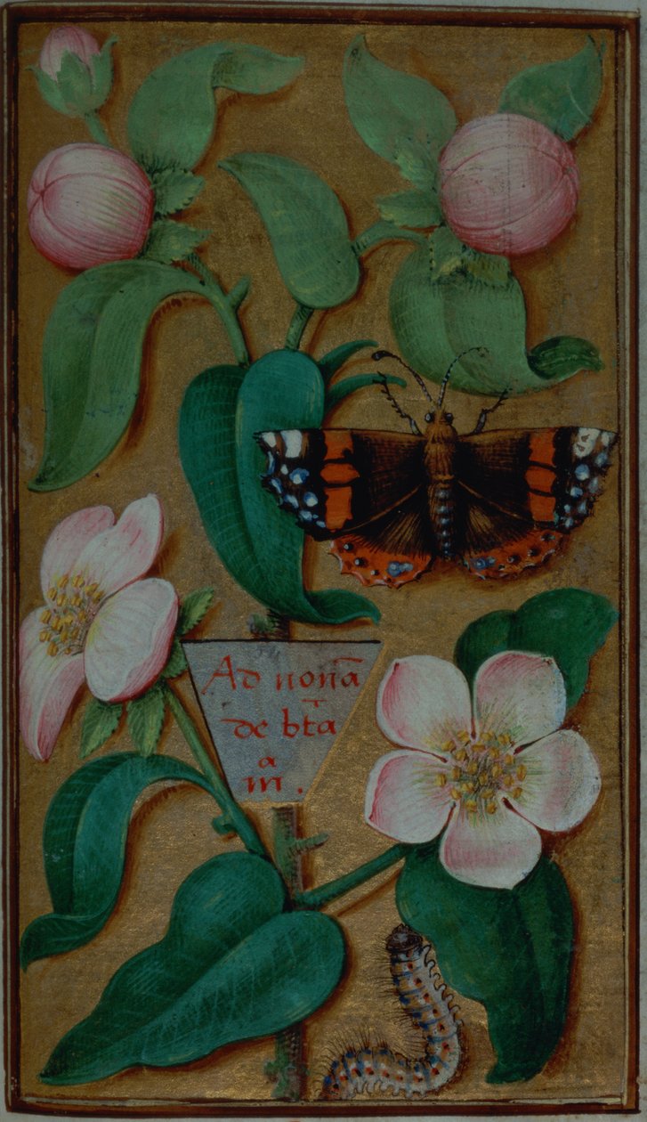 Ekleyin 35214 f.67 Çiçekler ve kelebek, bir Saatler Kitabı, Paris by French School